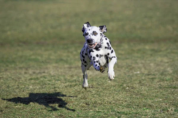 Adorable Black Dalmatian Dog Running Park — Zdjęcie stockowe