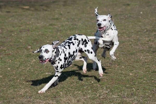 Dwa Młode Piękne Dalmatyńskie Psy Biegające Parku — Zdjęcie stockowe