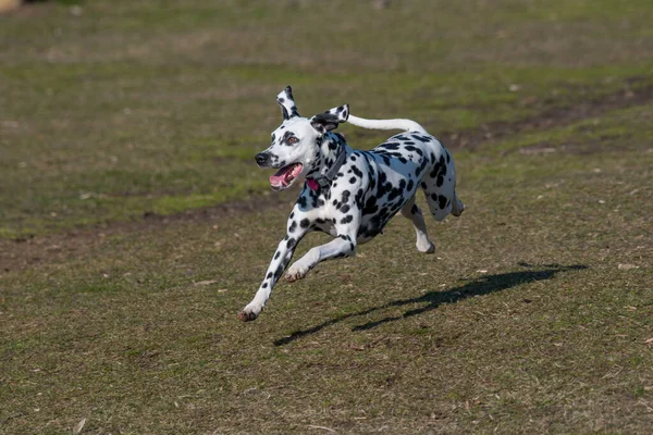 Sevimli Kara Dalmaçyalı köpek parkta koşuyor.