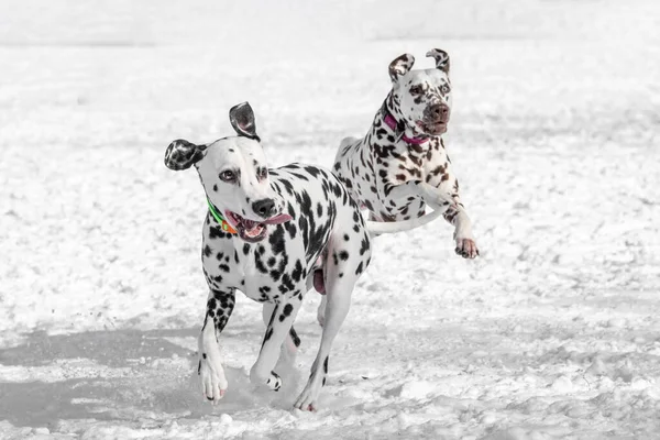 Two Young Beautiful Dalmatian Dogs Running Winter Garden — Foto Stock