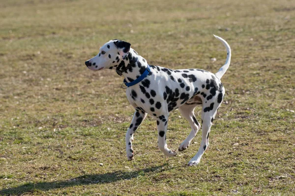 Dalmatian Dog Running Grass Outdoor Selective Focus — Zdjęcie stockowe