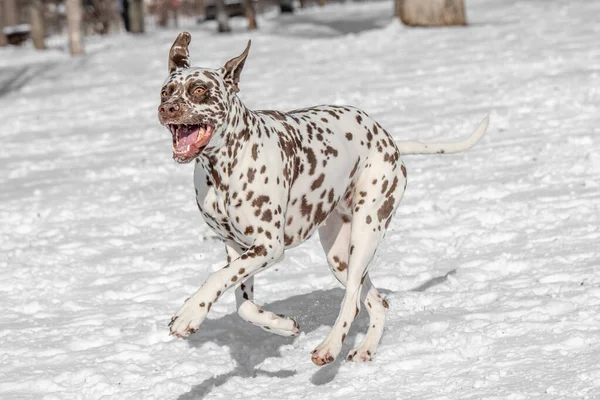 Genç ve güzel bir Dalmaçyalı köpek kış bahçesinde koşuyor.