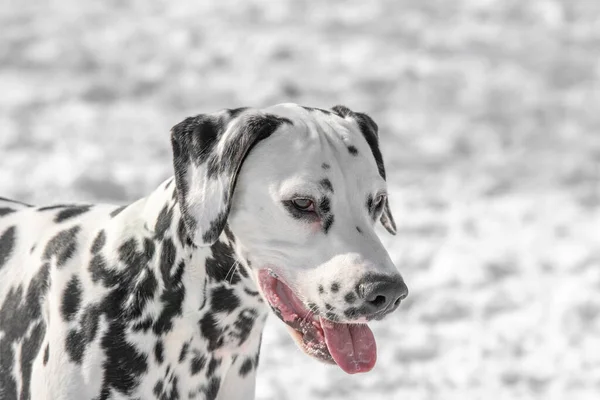 Liebenswerter Dalmatinischer Hund Winter Freien — Stockfoto
