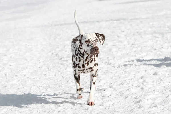 Young Beautiful Dalmatian Dog Running Winter Garden — Foto Stock