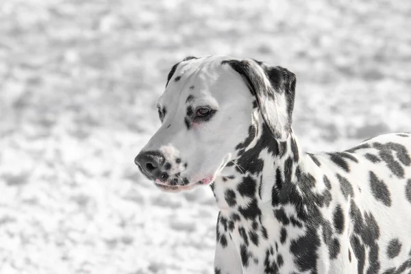 Adorable Dalmatian Dog Outdoors Winter — Foto Stock