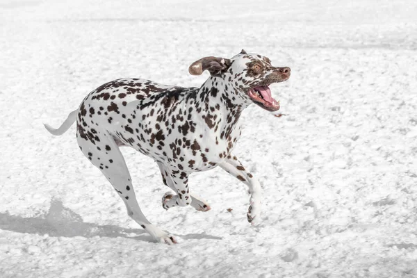 Young Beautiful Dalmatian Dog Running Winter Garden — Foto Stock