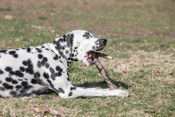 Очаровательная Далматинская Собака Открытом Воздухе Весной Селективный Фокус — стоковое фото