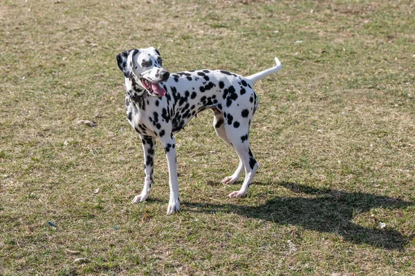 Adorable Dalmatian Dog Outdoors Spring Selective Focus — Stockfoto