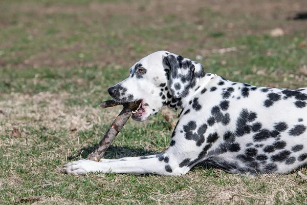 Primer Plano Hermoso Perro Dálmata Enfoque Selectivo — Foto de Stock