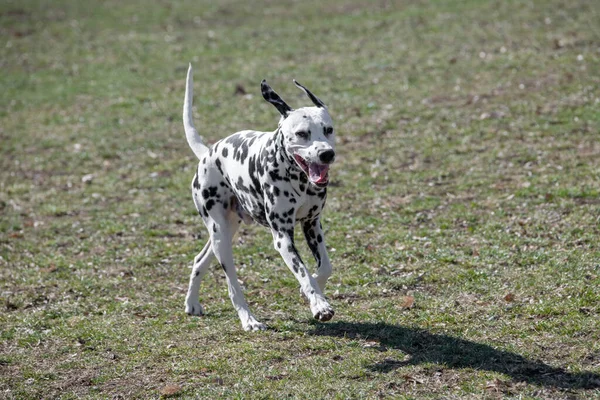 Running Dalmatian Dog Outdoors Spring Selective Focus — Zdjęcie stockowe