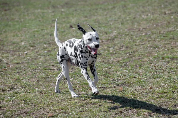 Baharda açık havada koşan Dalmaçyalı bir köpek. Seçici odak