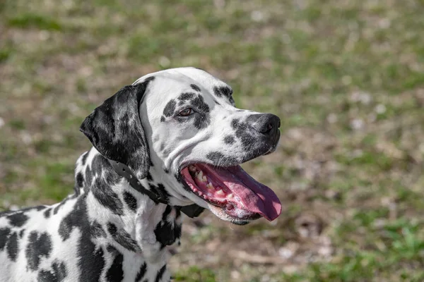 Primer Plano Hermoso Perro Dálmata Enfoque Selectivo — Foto de Stock