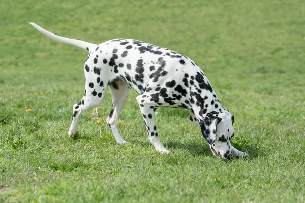 Joven Hermoso Perro Dálmata Corriendo Sobre Hierba — Foto de Stock