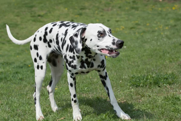 Genç ve güzel bir Dalmaçyalı köpek çimenlerde koşuyor.