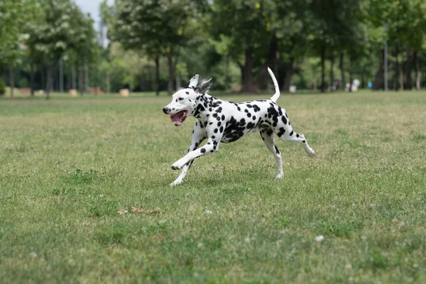 Młody Piękny Dalmatyński Pies Biegający Trawie — Zdjęcie stockowe