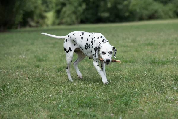 Young Beautiful Dalmatian Dog Running Grass — Zdjęcie stockowe