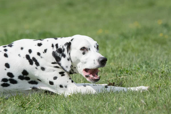 Portrait Young Beautiful Dalmatian Dog — Stock Photo, Image