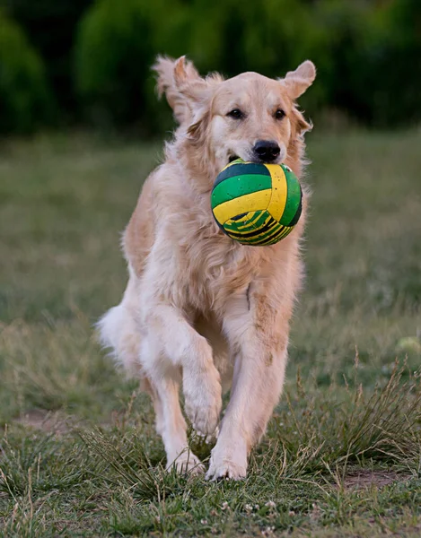 Retriever Dourado Correndo Com Uma Bola — Fotografia de Stock