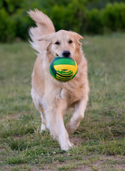 Retriever Dourado Correndo Com Uma Bola — Fotografia de Stock