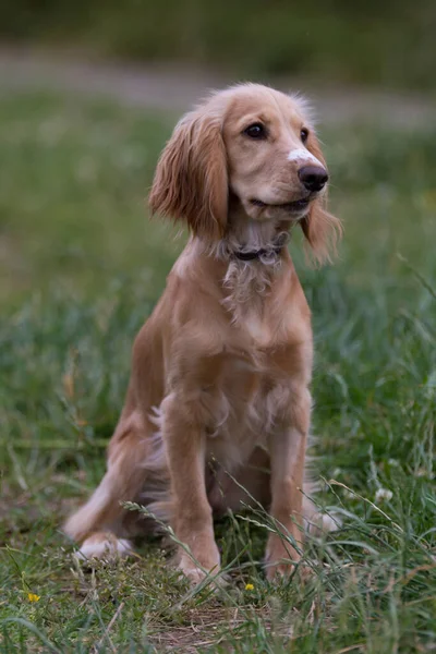 Portrét Krásné Anglický Kokršpaněl Detail Pohled Psa — Stock fotografie