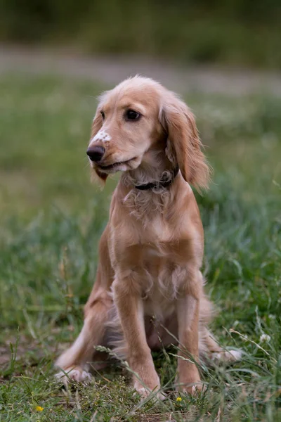 Güzel Ngiliz Cocker Spaniel Köpek Görünümünü Yakın Çekim Portresi — Stok fotoğraf