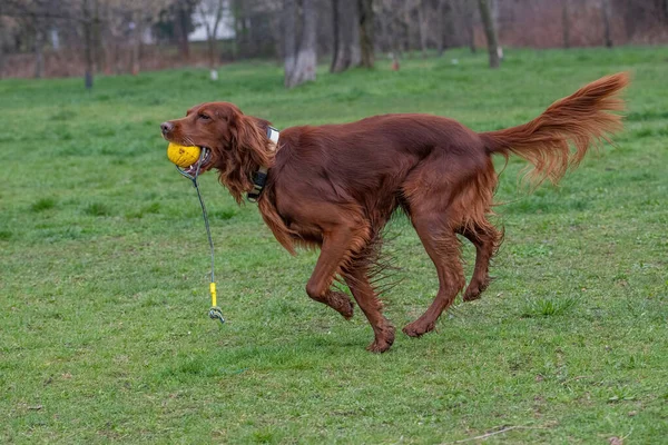 Irish Setter Runs Field Selective Focus Dog — Stockfoto