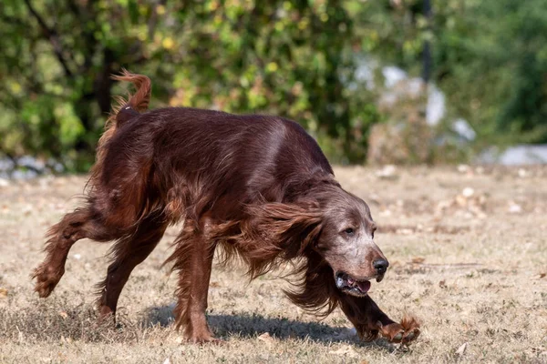 Hunting Dog Irish Setter Running Grass — Stock fotografie