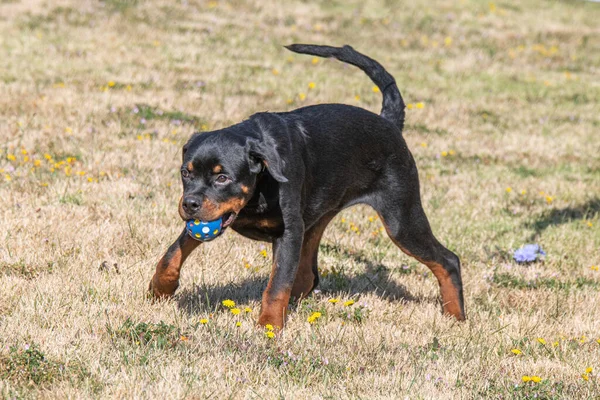 Honden Ras Rottweiler Een Wandeling Selectieve Focus Hond — Stockfoto