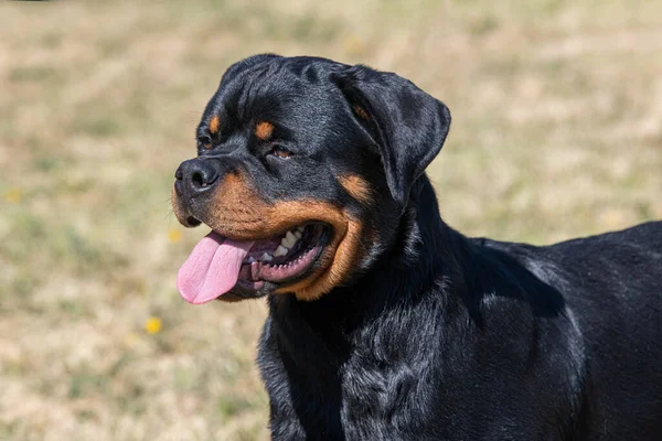 Dog Breed Rottweiler Walk Selective Focus Dog — Fotografia de Stock