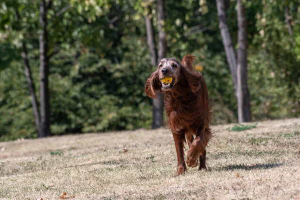 Hunting Dog Irish Setter Running Grass — Stock fotografie