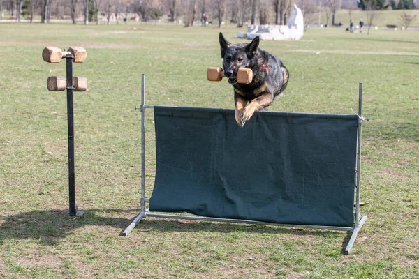 ドイツの羊飼い敏捷性の競争の上で バージャンプします 障害物を飛び越える誇り高い犬 犬に焦点を当てます — ストック写真