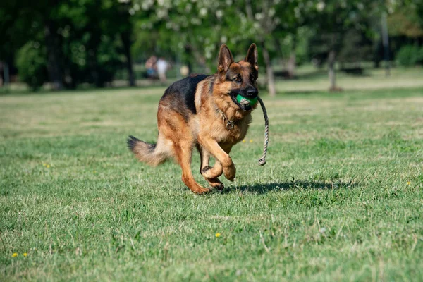 German Shepherd Running Grass Selective Focus Dog — Fotografia de Stock