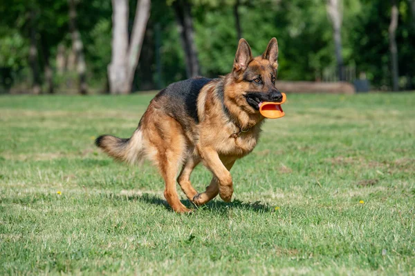 German Shepherd Running Grass Selective Focus Dog — Stockfoto