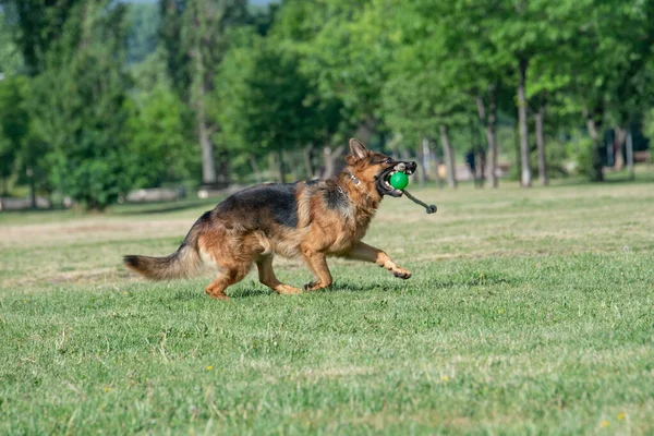 German Shepherd Running Grass Selective Focus Dog — Foto Stock