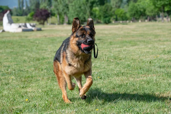 German Shepherd Running Grass Selective Focus Dog — Fotografia de Stock