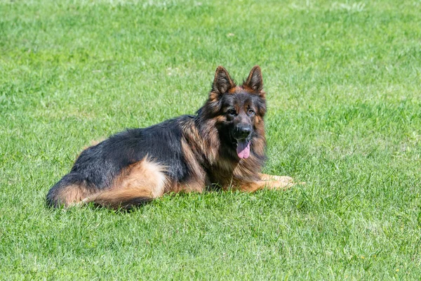 German Shepherd Puppy Sitting Green Grass Selective Focus Dog — Zdjęcie stockowe