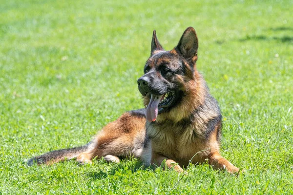 Berger Allemand Assis Sur Herbe Verte Focus Sélectif Sur Chien — Photo