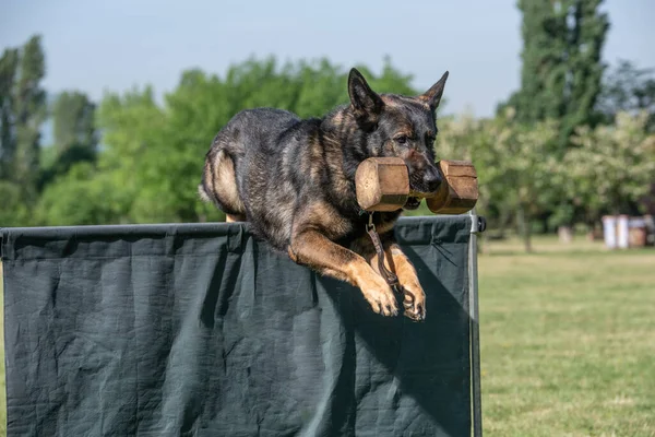 German Shepherd Agility Competition Proud Dog Jumping Obstacle Selective Focus — стоковое фото