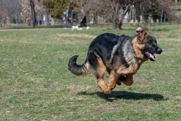 Young German Shepherd Running Grass Selective Focus Dog — Fotografia de Stock