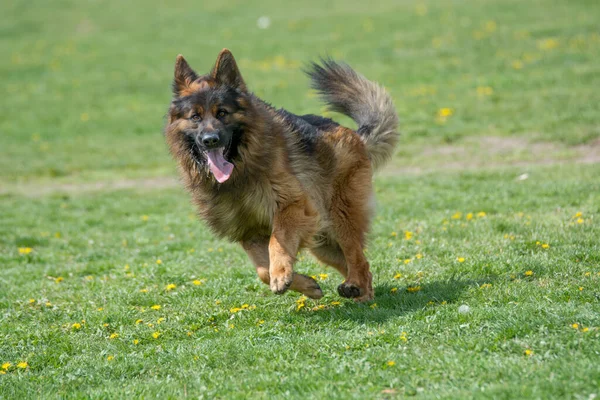 Çimenlerde koşan Alman çoban köpeği. Köpeğe odaklan.