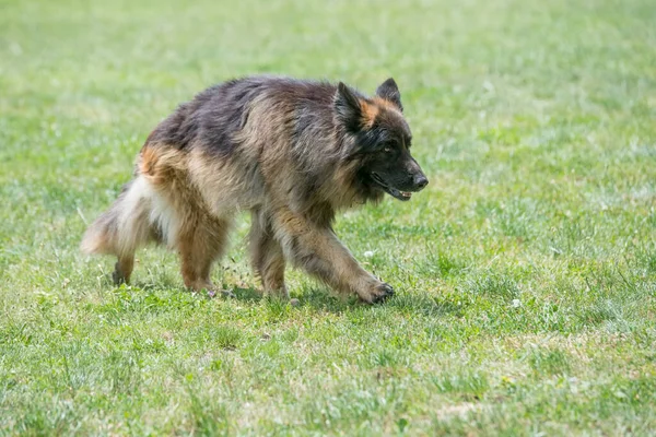 Schäferhund Läuft Durchs Gras Selektiver Fokus Auf Den Hund — Stockfoto