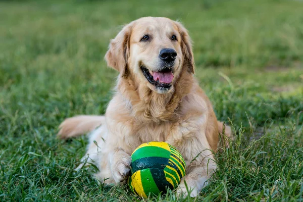 Golden Retriever Looking Joyful Expression Stock Picture