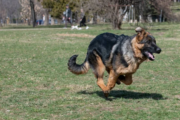 Young German Shepherd Running Grass Selective Focus Dog Stock Photo