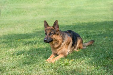 Alman kurdu yeşil çimlerin üzerinde oturuyor. Köpeğe odaklan.