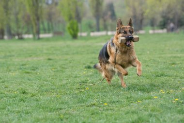 Çimenlerde koşan Alman çoban köpeği. Köpeğe odaklan.