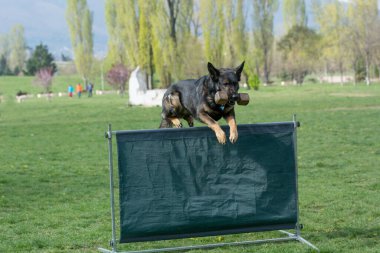 Alman çoban köpeği çeviklik yarışmasında, bar atlayışında. Engellerin üzerinden atlayan gururlu köpek. Köpeğe odaklan.