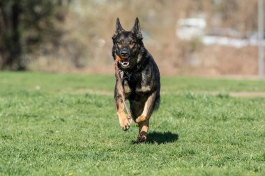 Çimenlerde koşan Alman çoban köpeği. Köpeğe odaklan.