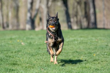 Çimenlerde koşan Alman çoban köpeği. Köpeğe odaklan.