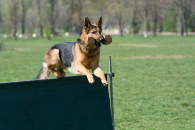 Alman çoban köpeği çeviklik yarışmasında, bar atlayışında. Engellerin üzerinden atlayan gururlu köpek. Köpeğe odaklan.