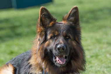 Alman kurdu yeşil çimlerin üzerinde oturuyor. Köpeğe odaklan.